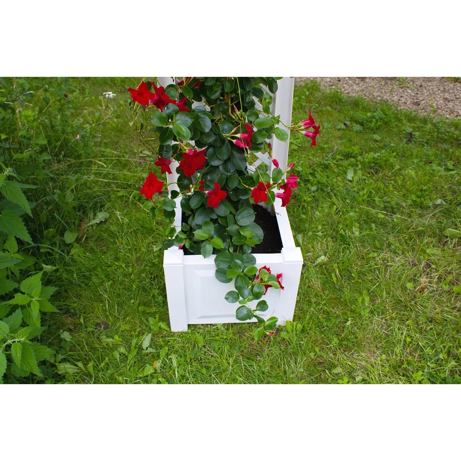 Weißer KHW Pflanzkasten mit Spalier und roter Kletterpflanze im Garten.
