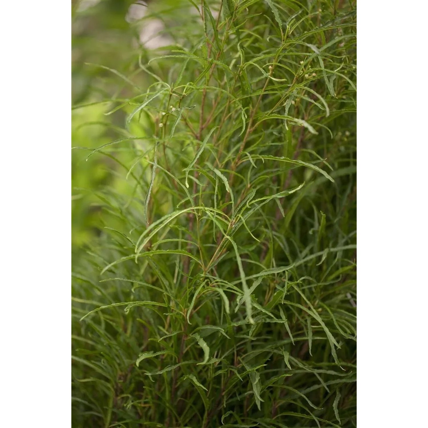Säulenförmiger Rhamnus Frangula Fine Line Strauch, 100–125 cm hoch, mit filigranen grünen Blättern.