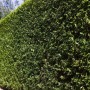 Dichte, grüne Ligusterhecke (Ligustrum ovalifolium), 80-120 cm hoch, als Sichtschutz im Garten.