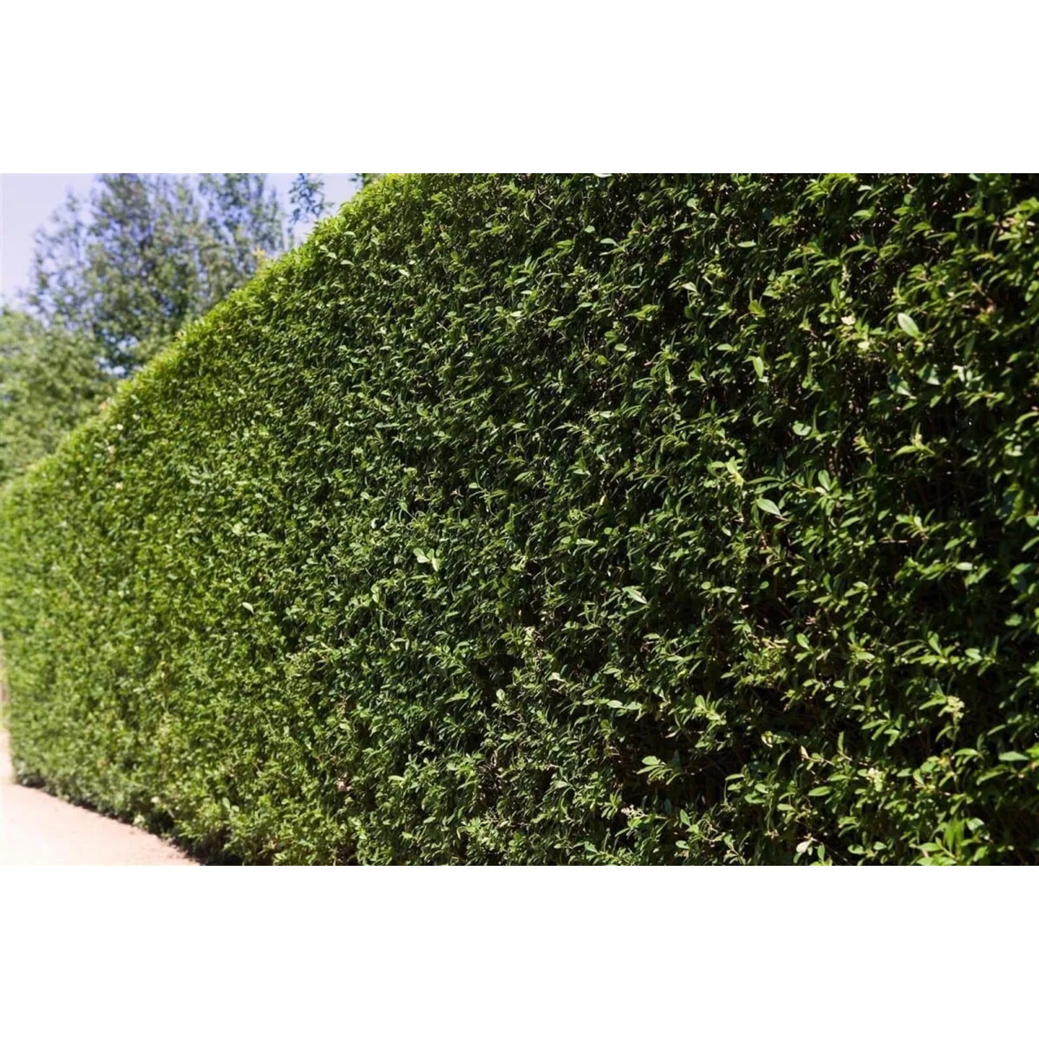Dichte, grüne Ligusterhecke (Ligustrum ovalifolium), 80-120 cm hoch, als Sichtschutz im Garten.