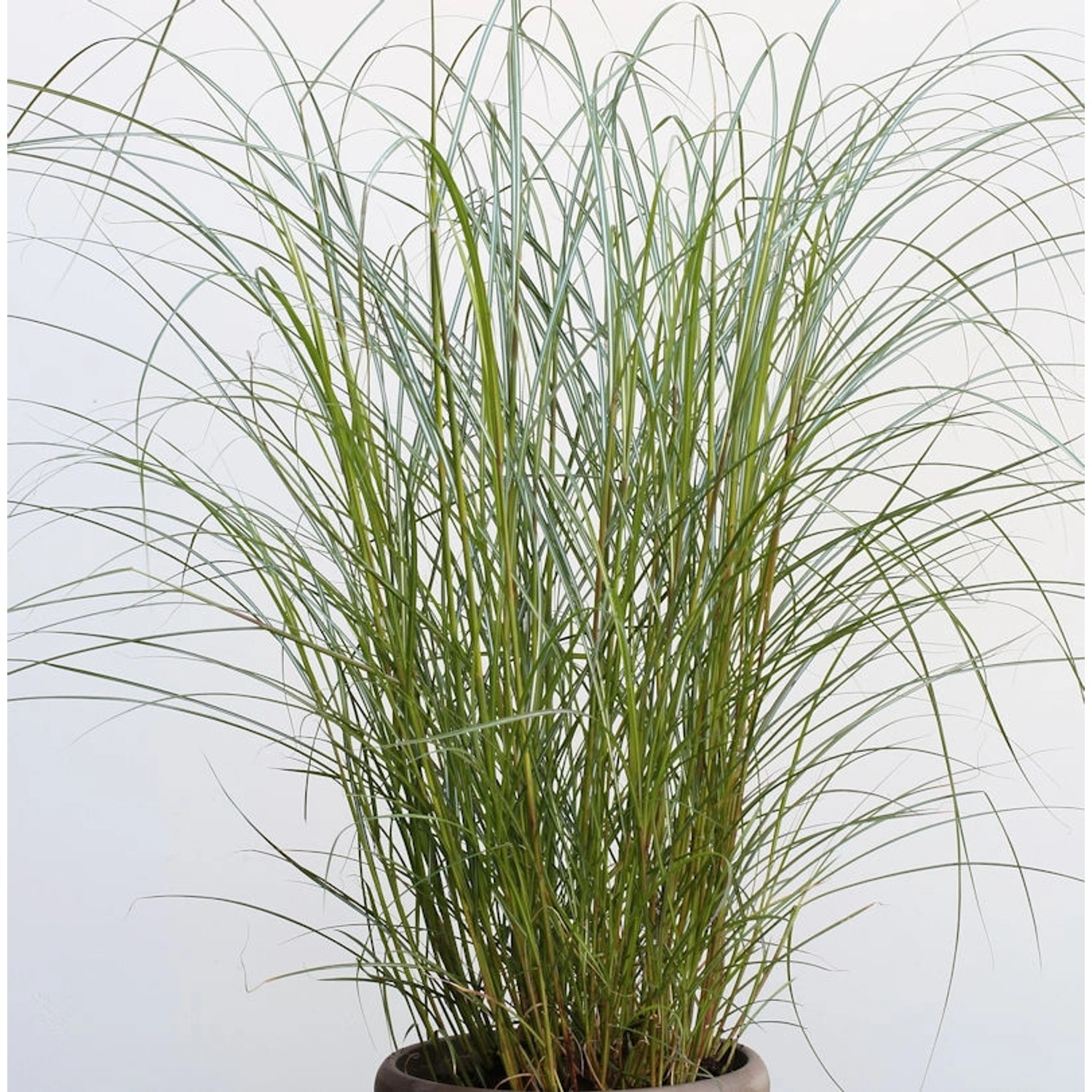 Chinaschilf Red Chief - Miscanthus sinensis günstig online kaufen