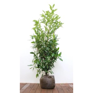 Kirschlorbeer 'Herbergii', 100-125 cm, als Heckenpflanze mit grünen Blättern.