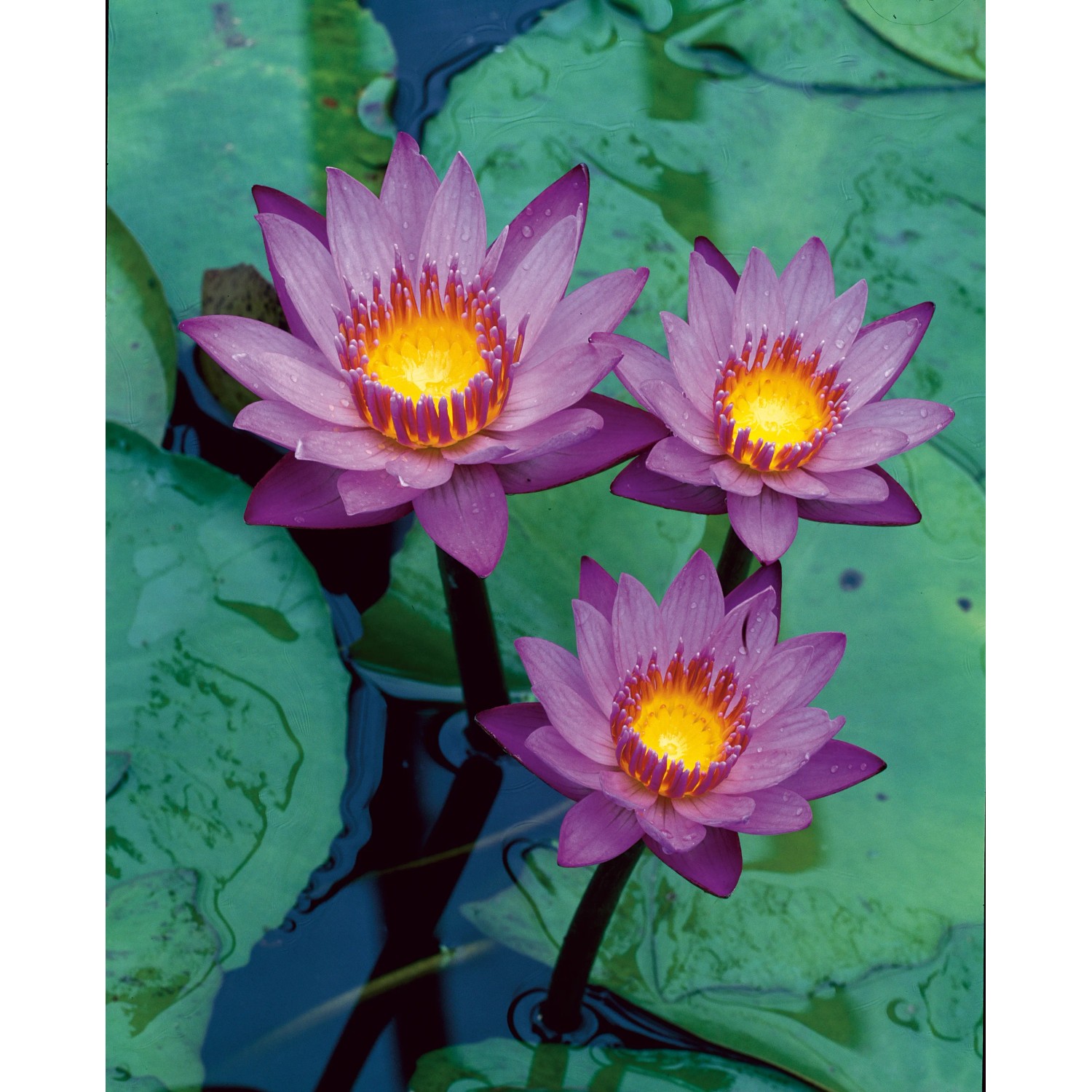 GROW by OBI Blaue Seerose Tropical Blue Topf  18 cm kaufen bei OBI