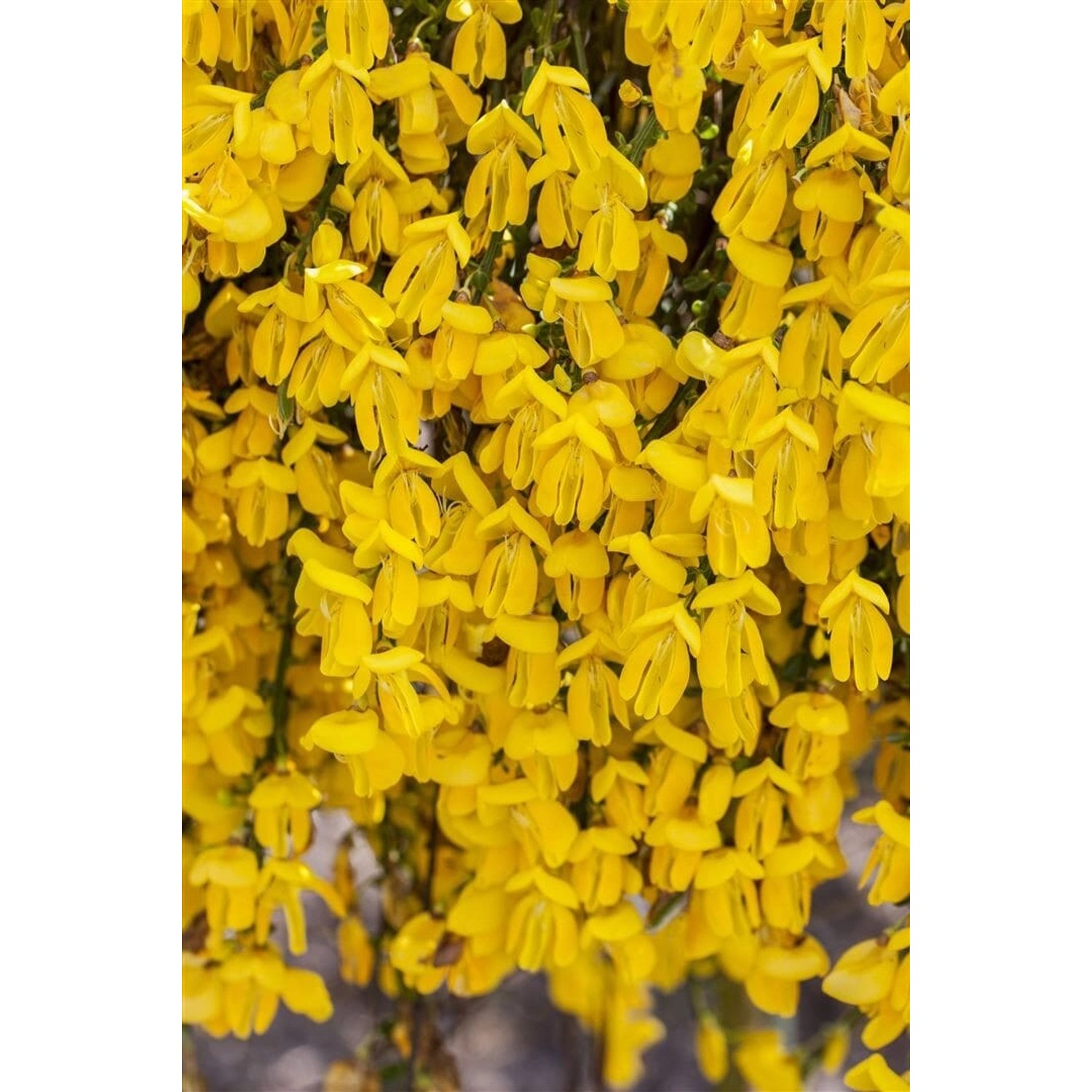 Cytisus Scoparius Besenginster Golden Sunlight 30-40 cm günstig online kaufen