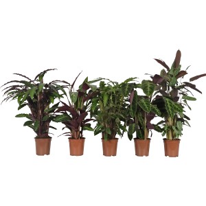 Korbmarante Sorten-Mix im Topf, verschiedene Calathea Zimmerpflanzen mit auffälligen Blattzeichnungen.