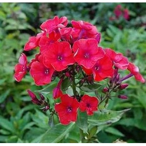 Leuchtend orange Flammenblume (Phlox paniculata) im Gartenbeet.