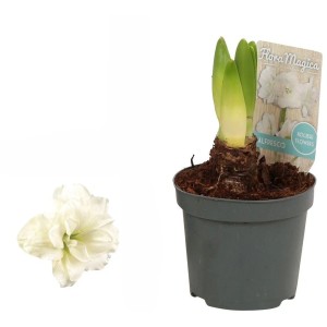 Amaryllis Weiß Topf-Ø ca. 9 cm Hippeastrum