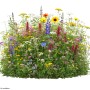 Bunte Wildblumenmischung für halbschattige Standorte. Vielfältige Blüten locken Bienen und Schmetterlinge an.