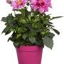 Dahlie 'Dahlietta Emily' im Topf mit rosa Blüten, ca. 25-30 cm hoch.