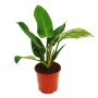 Exotenherz Philodendron Imperial Green im 19cm Topf, eine grüne Zimmerpflanze.