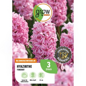 GROW by OBI Hyazinthe Fondant Rosa 3 Stück Hyacinthus orientalis Fondant