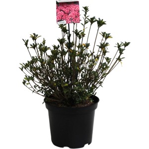 Japanische Azalee Silvester Pink im Topf: Wintergrüne Azalee mit pinkfarbenen Blüten.