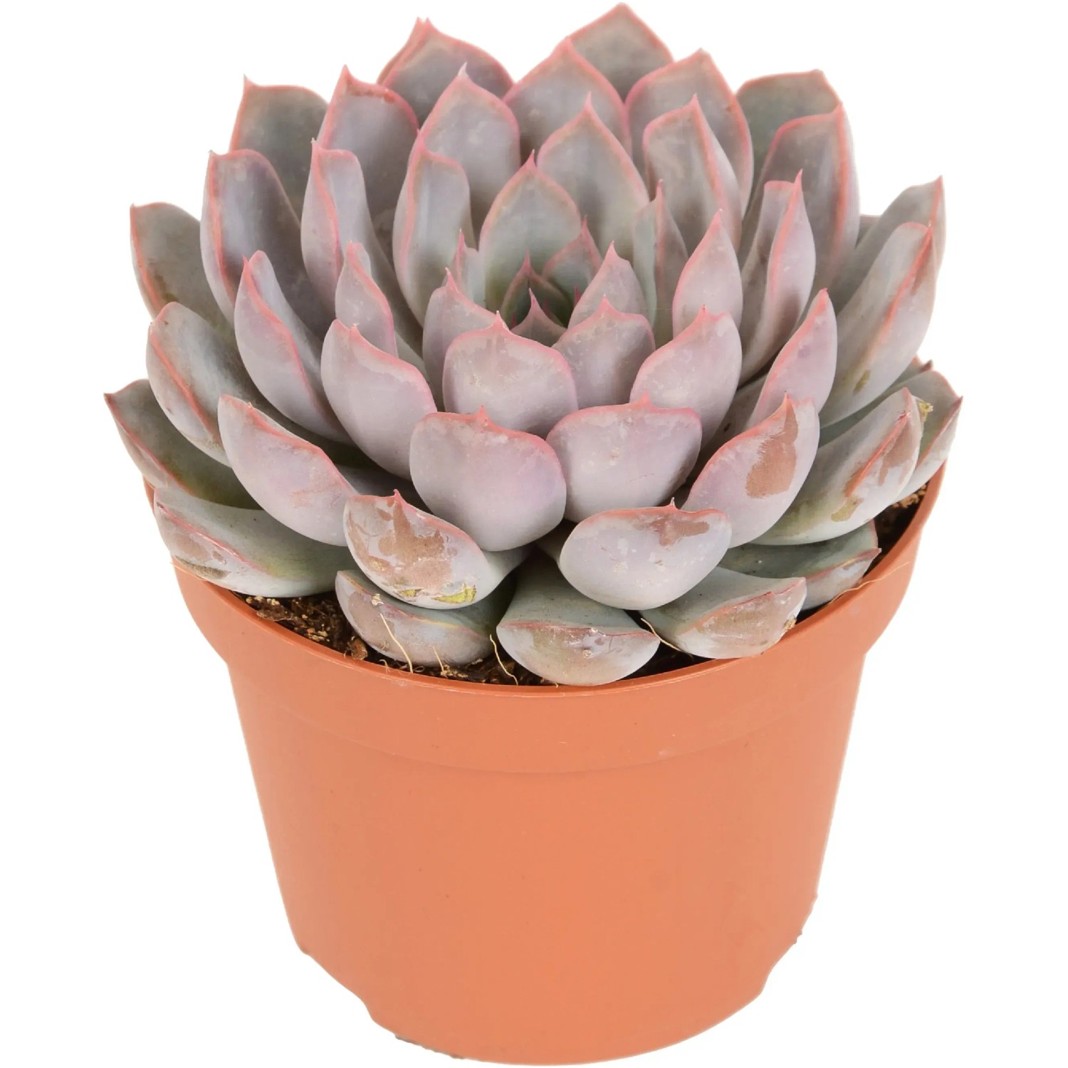 47th & Main Blumentopf Aus Zement – 10,2 Cm Durchmesser X 11,4 Cm Hoch, Weiß, Strukturiert