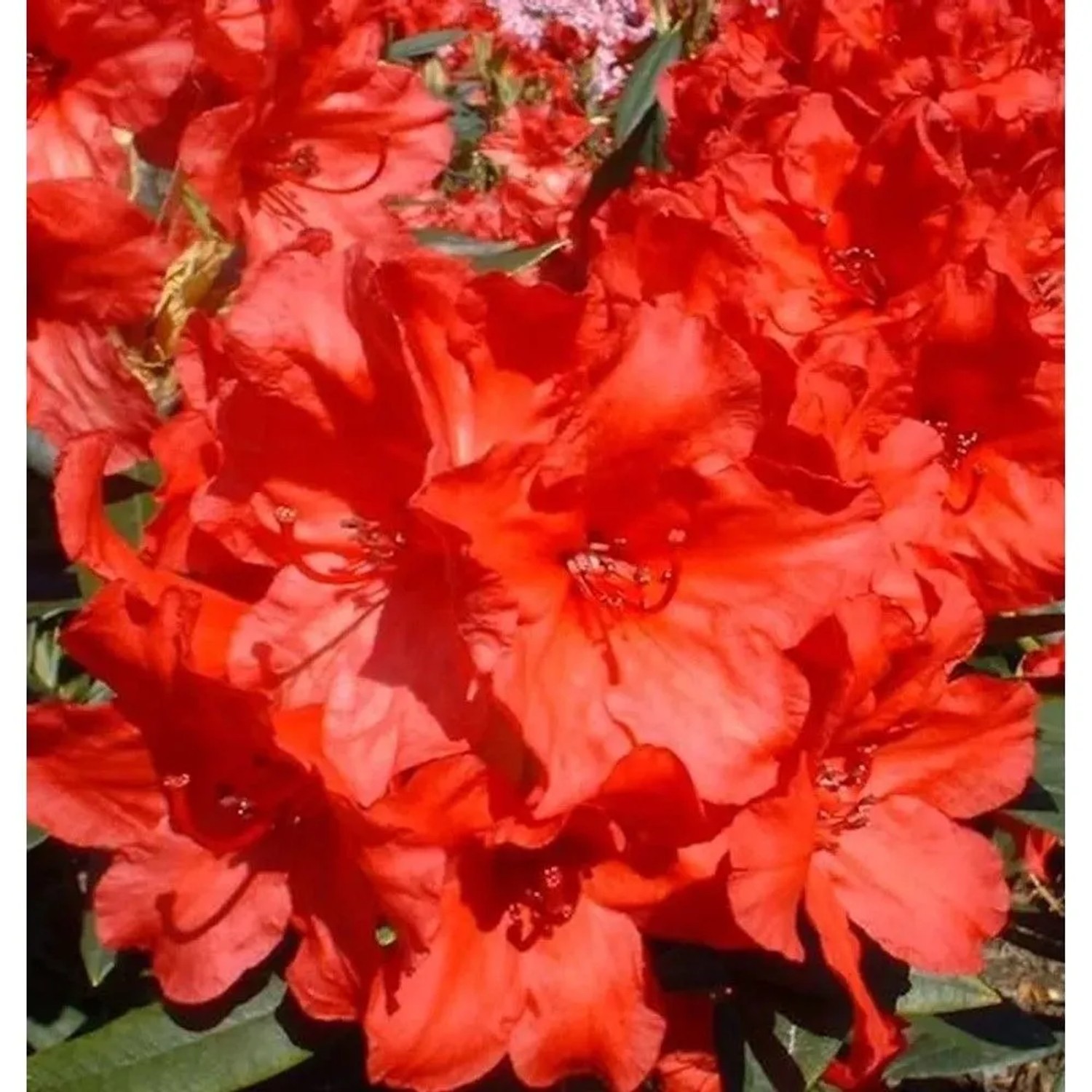 Großblumige Rhododendron Vulcan 30-40cm - Alpenrose