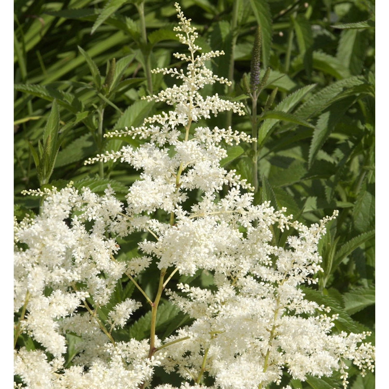 Prachtspiere Astary-R- White - Astilbe arendsii günstig online kaufen