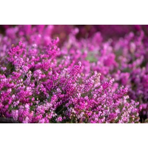 Nahaufnahme der rosa blühenden Schneeheide Erica Carnea Rosalie im Topf.