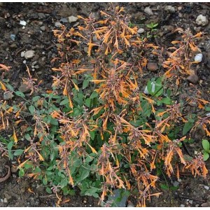 Duftnessel 'Apricot Sprite' (Agastache aurantiaca) mit orangefarbenen Blüten im Garten.