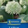 Kiepenkerl Zierlauch Ivory Queen, 3 Stück. Weiße, kugelförmige Blüte mit grünen Blättern.