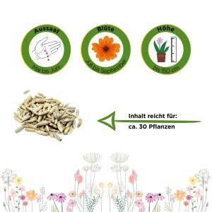 Kugeldistel Samen: Aussaat, Blütezeit und Höhe der Pflanze. Inhalt reicht für ca. 30 Pflanzen.