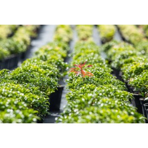 Japanische Lavendelheide 'Bonfire' im Topf, grüne Blätter, rote Triebspitzen. Strauch für Garten & Kübel.