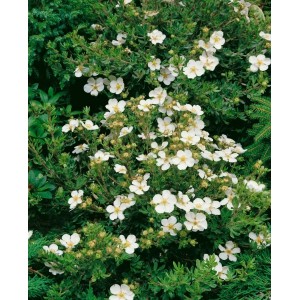 Buschiger, weiß blühender Fingerstrauch Potentilla Fruticosa Bella Bianca, 30–40 cm hoch.