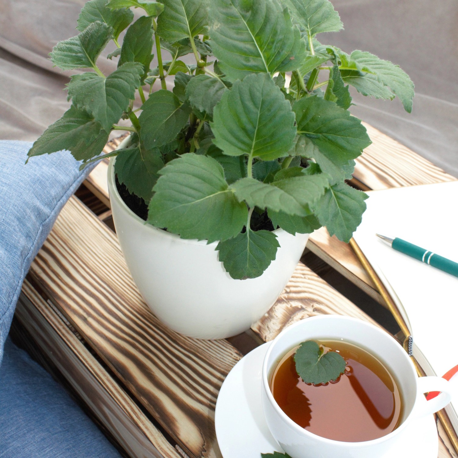 Blu Bio-Tee-Monarde im Topf mit Tasse Tee und Notizbuch auf Holztisch.
