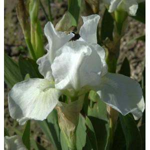 Nahaufnahme einer weißen Schwertlilie (Iris barbata) der Sorte English Cottage.