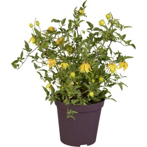Gelbe Waldrebe (Clematis tangutica) im Topf, ca. 40-60 cm hoch. Blühende Kletterpflanze.