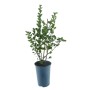 Junge, grüne Stachelbeere 'Gelb BIO' im Topf, ca. 30-40 cm hoch.