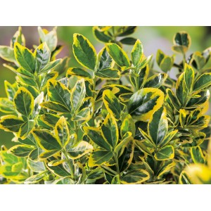 Immergrüner OBI Japanischer Spindelstrauch Elegantissimus Aureus mit goldgelben Blatträndern.