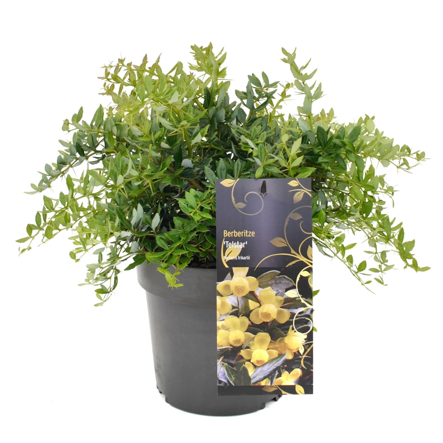 GROW by OBI Immergrüne Berberitze Telstar Gelb Höhe ca. 20-30 cm Berberis