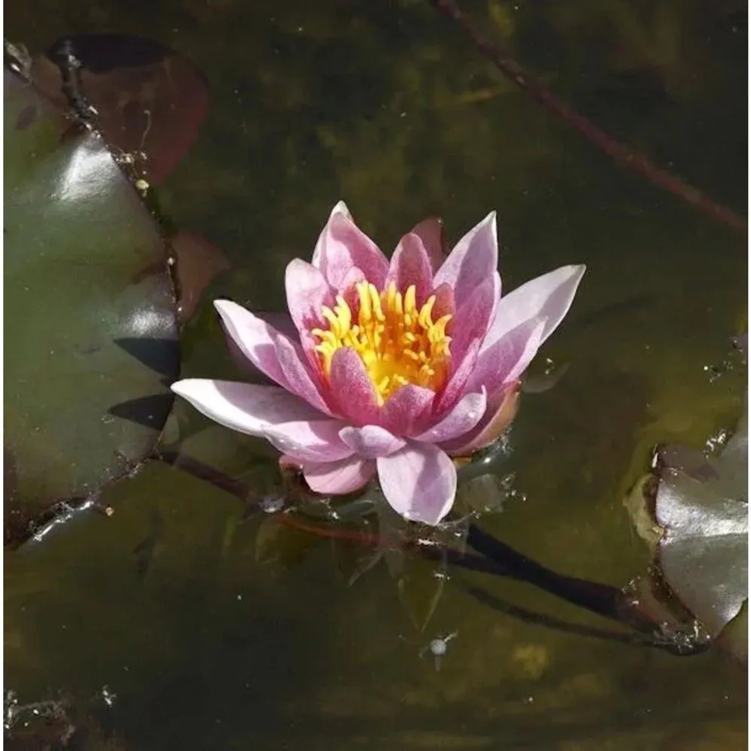 Seerose Froebeli - Nymphaea