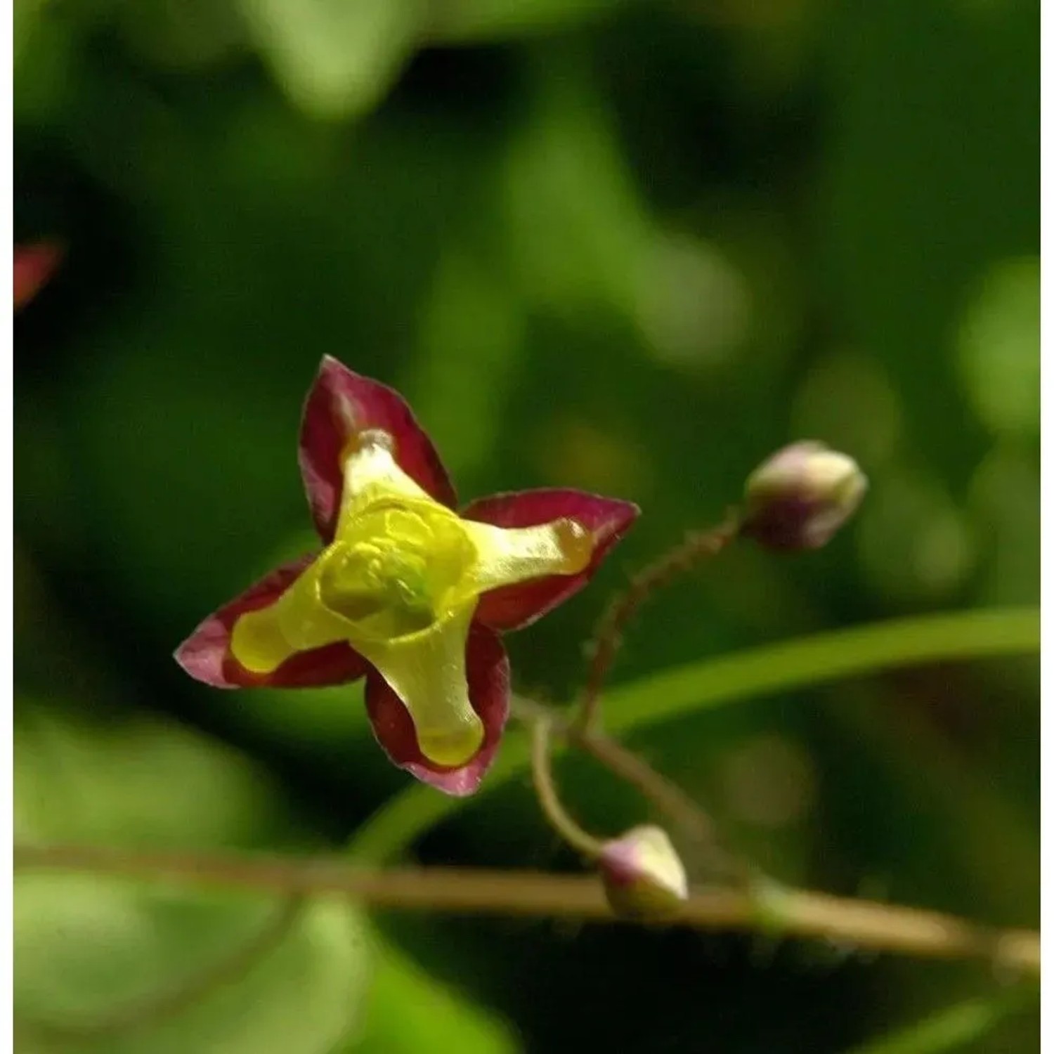 Alpen Elfenblume - Epimedium alpinum