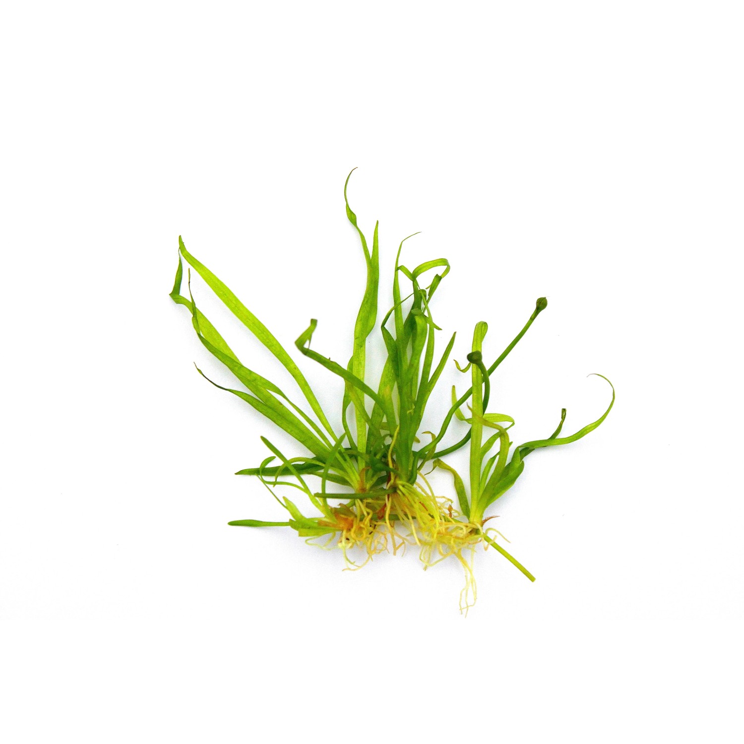 Dennerle Plants Aquariumpflanze Helantium Tenellum Broad Leaf In-Vitro