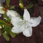 Nahaufnahme einer weißen, blühenden Japanischen Azalee (Rhododendron obtusum).