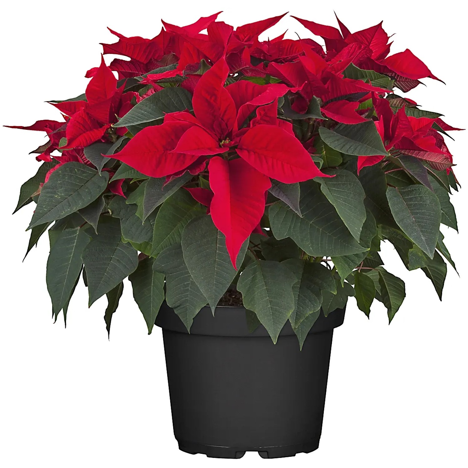 Christstern Busch gro Topf- 26 cm Euphorbia pulcherrima kaufen bei OBI