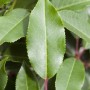 Nahaufnahme von grünen Blättern des Portugiesischen Kirschlorbeers Angustifolia.