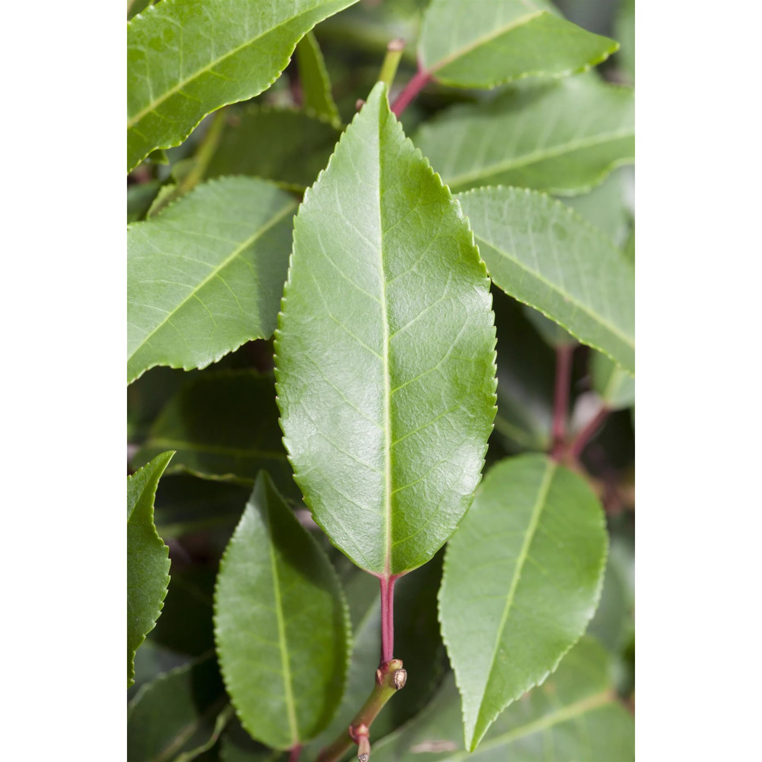 Nahaufnahme von grünen Blättern des Portugiesischen Kirschlorbeers Angustifolia.