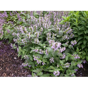 Blühende Anis-Ysop (Agastache foeniculum) im Beet. Violette Blüten und grüne Blätter der bienenfreundlichen Staude.