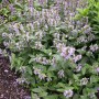 Blühende Anis-Ysop (Agastache foeniculum) im Beet. Violette Blüten und grüne Blätter der bienenfreundlichen Staude.