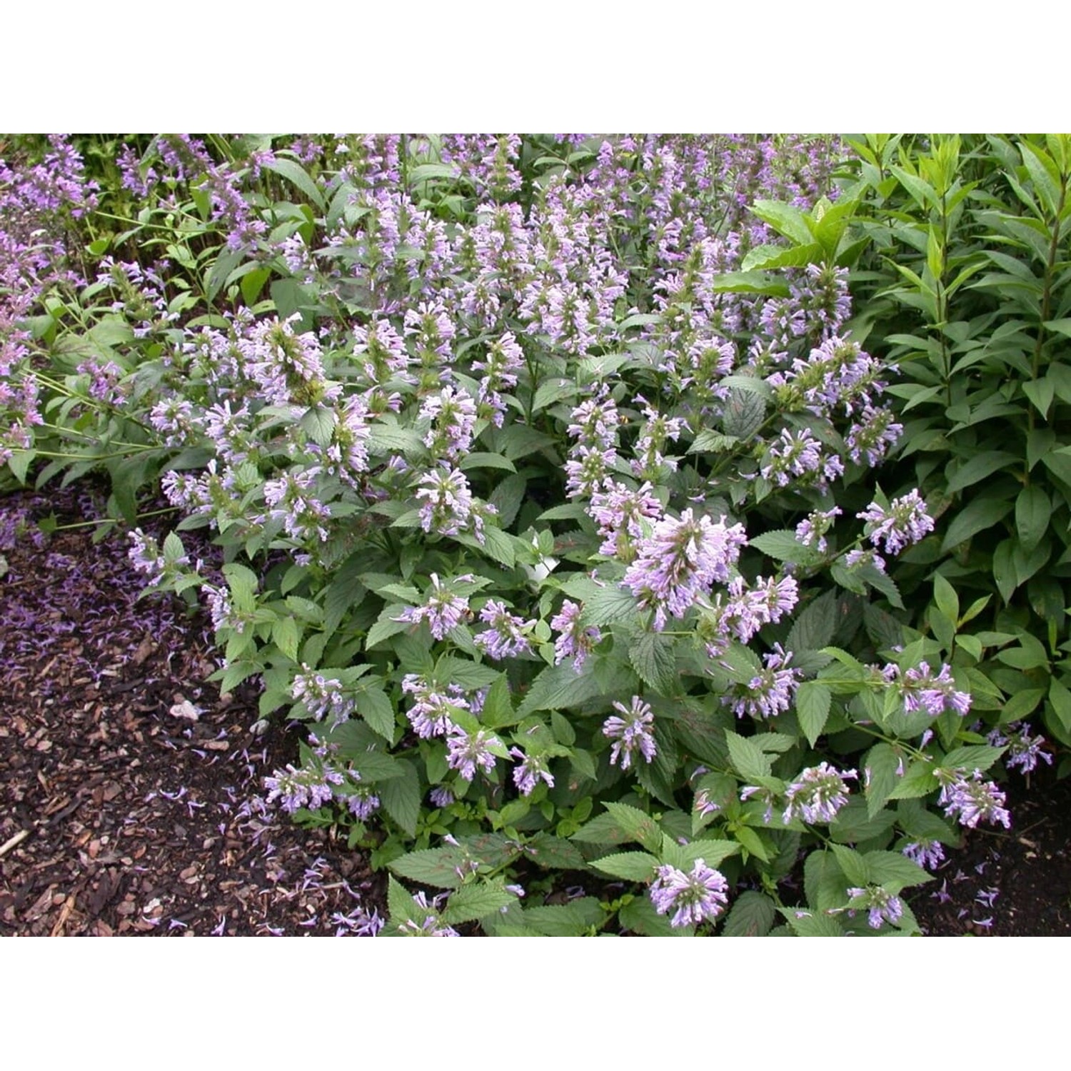 Agastache Foeniculum Anisysop Ca. 9x9 cm Topf günstig online kaufen