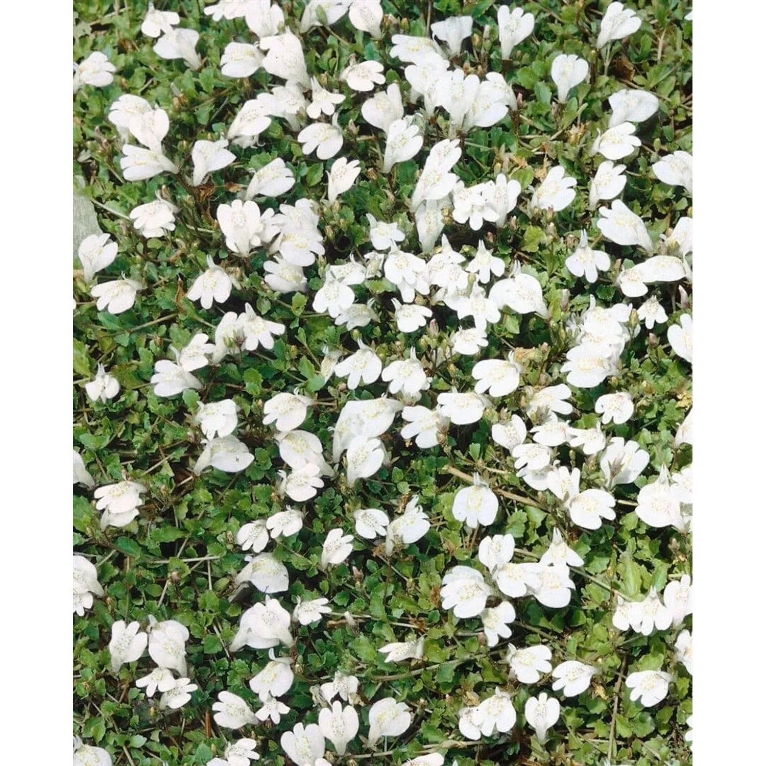 Pflanzen fr dich Bodendecker winterhart Mazus Reptans 9x9 cm Topf kaufen  bei OBI