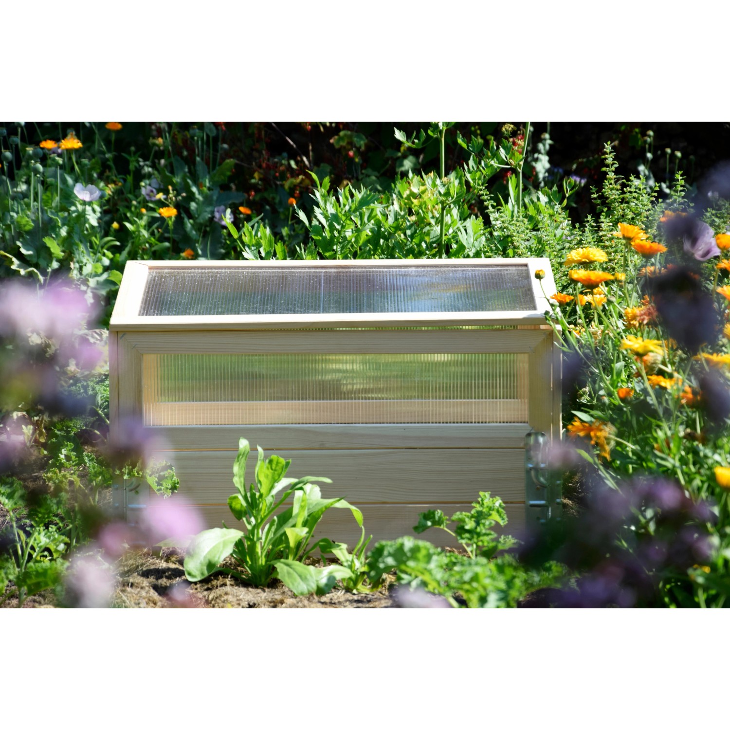 Frühbeet Pflanzbeet Größe M aus Kiefernholz mit Polycarbonat-Aufsatz im Garten.