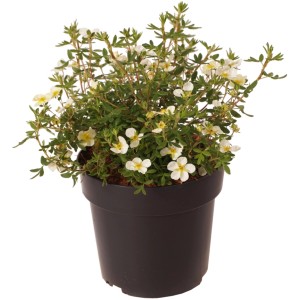 Fingerstrauch Limelight im Topf, ca. 30 cm hoch, mit hellgelben Blüten.