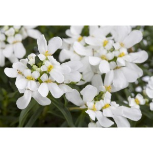 Nahaufnahme der weißen Blüten der Iberis Sempervirens 'Snowflake' Schleifenblume im Topf.