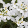 Nahaufnahme der weißen Blüten der Iberis Sempervirens 'Snowflake' Schleifenblume im Topf.