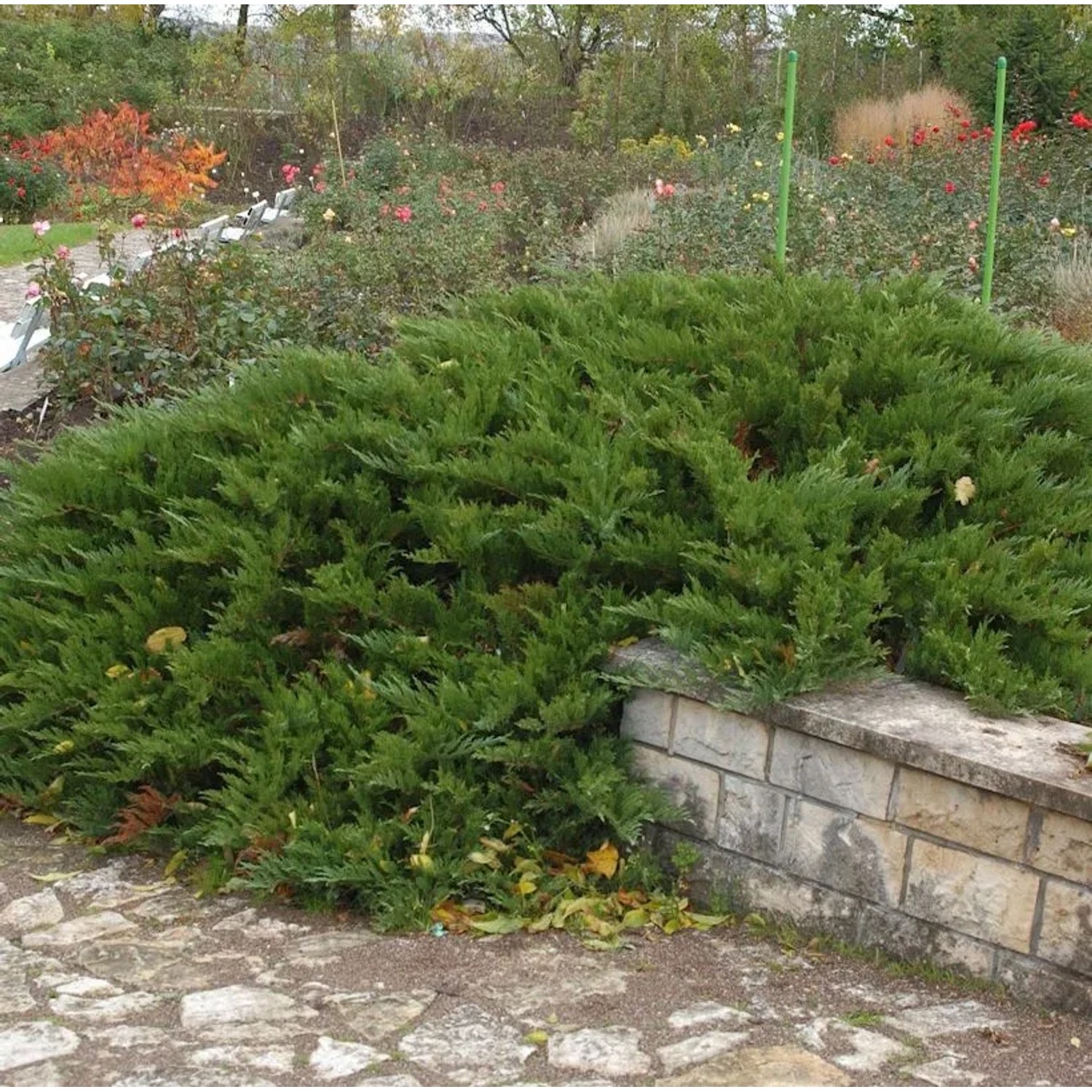 Tamarisken Wacholder 25-30cm - Juniperus Sabina