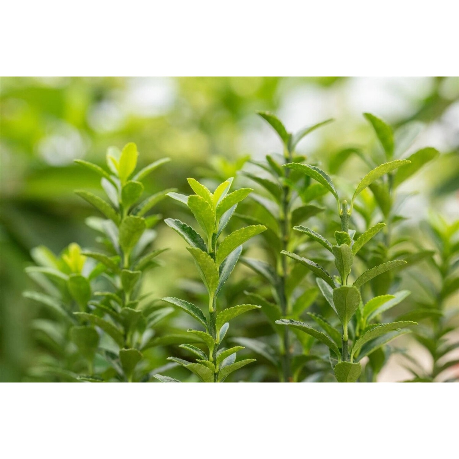Euonymus Japonicus Green Empire Japanische Spindel 25–30 cm günstig online kaufen