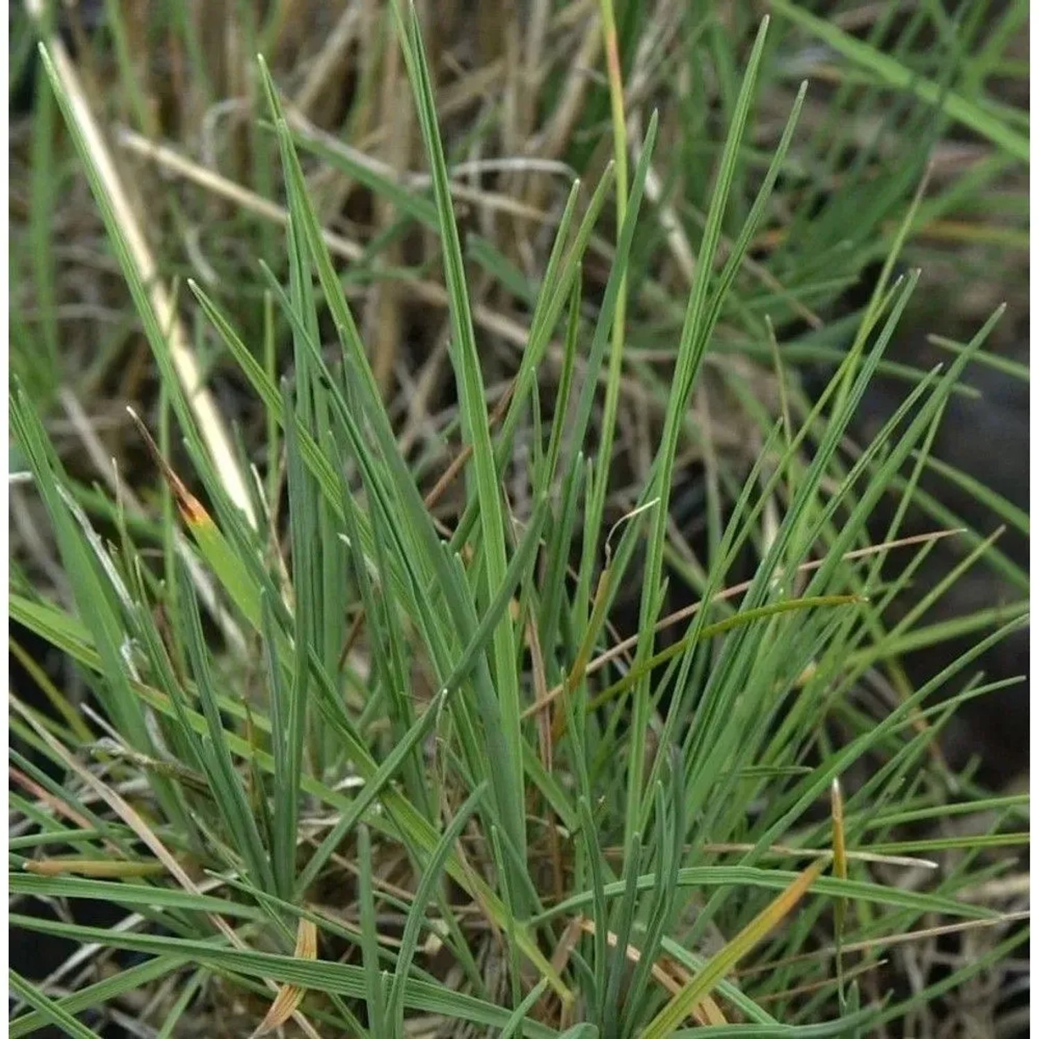Schillergras - großer Topf - Koeleria glauca