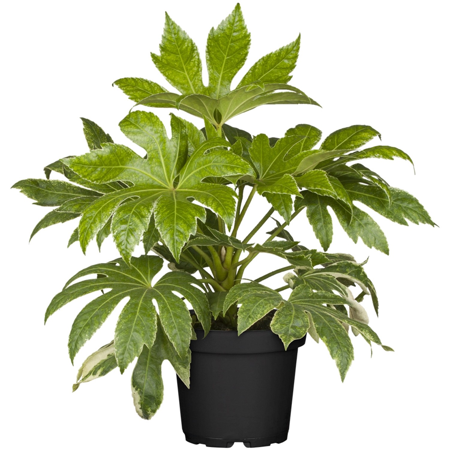 Zimmeraralie Fatsia Japonica 50-60cm - Zimmerpflanze Mit 15cm Topf